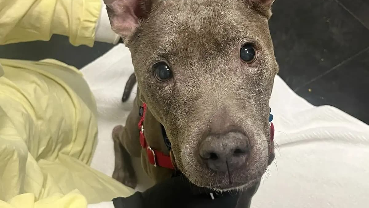 Illustration : "Agenouillés devant une chienne squelettique, les bénévoles découvrent dans son regard un espoir qui transforme sa vie"