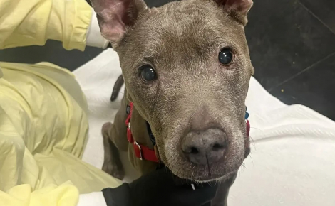 Agenouillés devant une chienne squelettique, les bénévoles découvrent dans son regard un espoir qui transforme sa vie