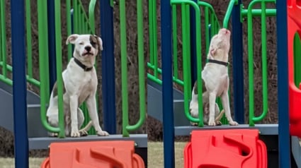 Illustration : Hurlant de d&eacute;sespoir depuis 3 jours dans une cour d'&eacute;cole, un chien esseul&eacute; et m&eacute;fiant se d&eacute;tend d&egrave;s qu'on lui met une laisse