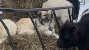 Illustration : Ces Patous préfèrent la sieste sur le foin où ils sont sûrs de faire le plein de tendresse auprès des vaches qu'ils protègent (vidéo)