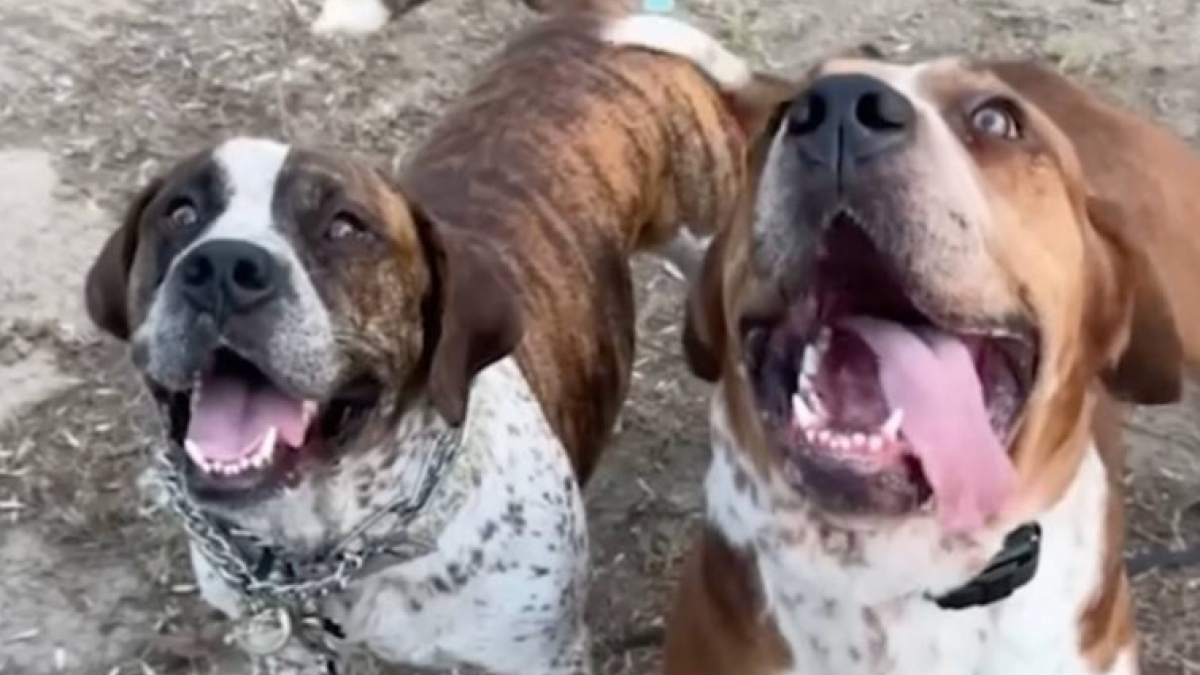 Illustration : "Les retrouvailles émouvantes de ces 2 frères canins abandonnés et destinés à l’euthanasie"