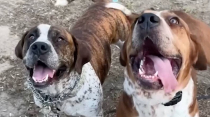 Illustration : Les retrouvailles &eacute;mouvantes de ces 2 fr&egrave;res canins abandonn&eacute;s et destin&eacute;s &agrave; l&rsquo;euthanasie