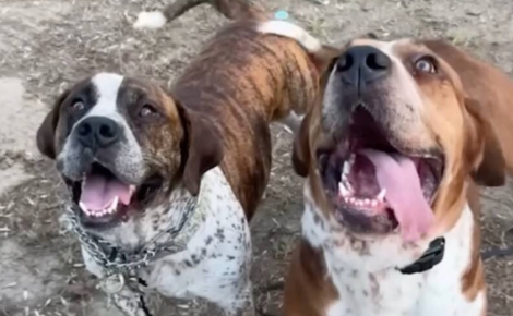 Les retrouvailles émouvantes de ces 2 frères canins abandonnés et destinés à l’euthanasie