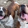 Illustration : Les retrouvailles &eacute;mouvantes de ces 2 fr&egrave;res canins abandonn&eacute;s et destin&eacute;s &agrave; l&rsquo;euthanasie