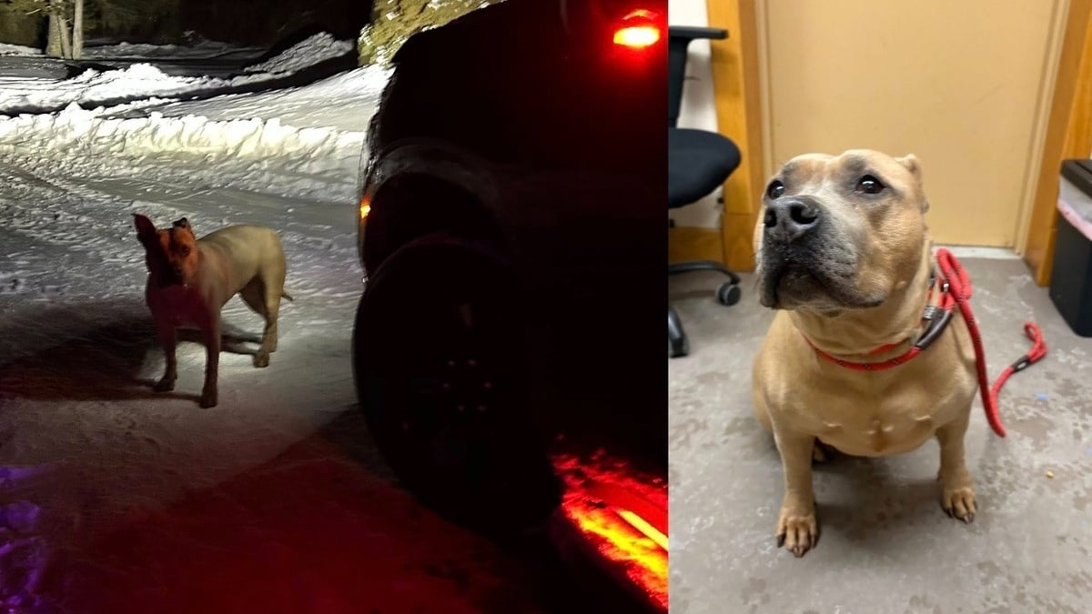 Illustration : "Poussée hors d'une voiture par -24°C, cette chienne abandonnée se laisse convaincre de recevoir de l'aide grâce à une saucisse"