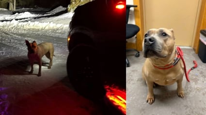 Illustration : Pouss&eacute;e hors d'une voiture par -24&deg;C, cette chienne abandonn&eacute;e se laisse convaincre de recevoir de l'aide gr&acirc;ce &agrave; une saucisse