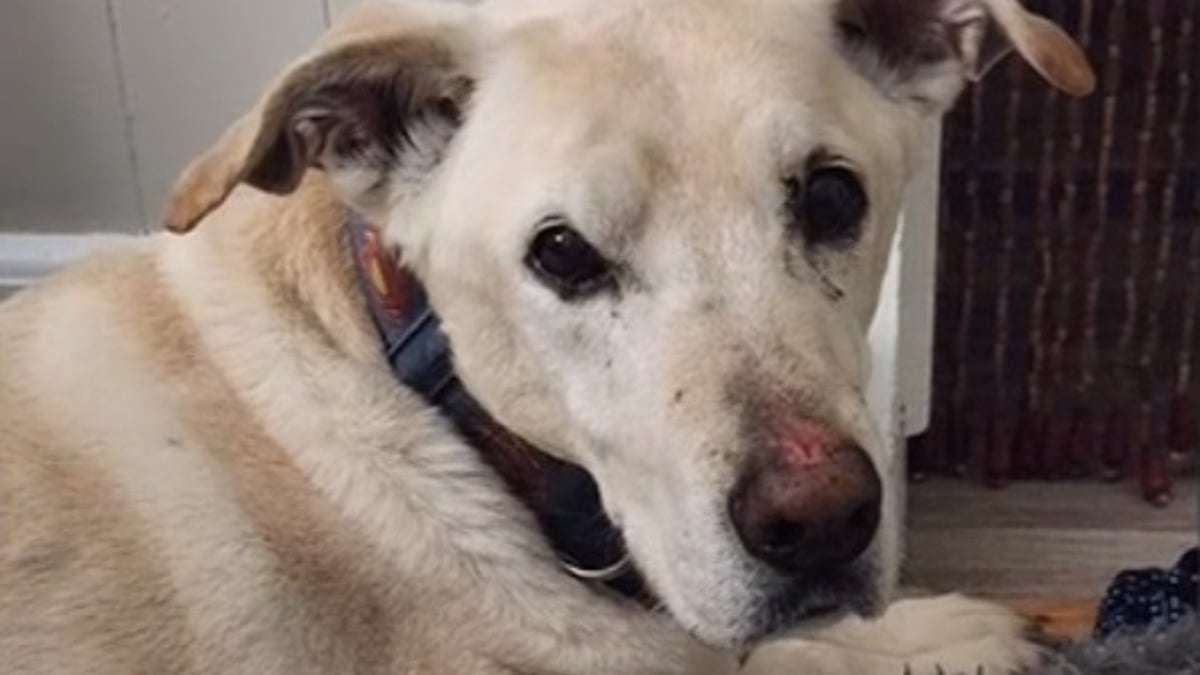 Illustration : "« J'ai cru l'avoir perdu à jamais », un chien sénior disparaît en glissant le long d'une falaise et déclenche une mobilisation exceptionnelle"