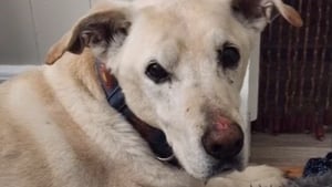 Illustration : &laquo; J'ai cru l'avoir perdu &agrave; jamais &raquo;, un chien s&eacute;nior dispara&icirc;t en glissant le long d'une falaise et d&eacute;clenche une mobilisation exceptionnelle