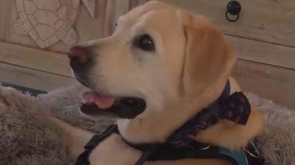 Illustration : Paralys&eacute; apr&egrave;s un accident, ce Labrador retrouve sa joie de vivre gr&acirc;ce &agrave; un cadeau inesp&eacute;r&eacute; provenant d'un cong&eacute;n&egrave;re