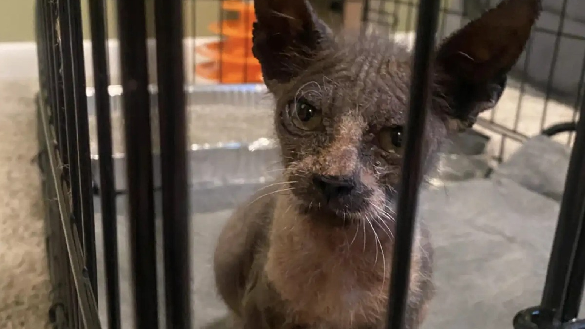Illustration : "En rentrant chez elle, une famille voit un chat affamé et au pelage clairsemé s'approcher pour demander de l'aide"