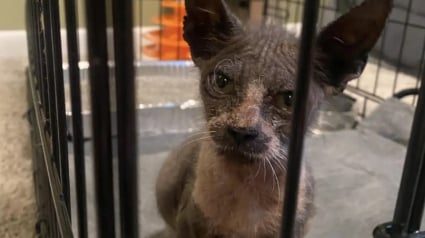 Illustration : En rentrant chez elle, une famille voit un chat affam&eacute; et au pelage clairsem&eacute; s'approcher pour demander de l'aide