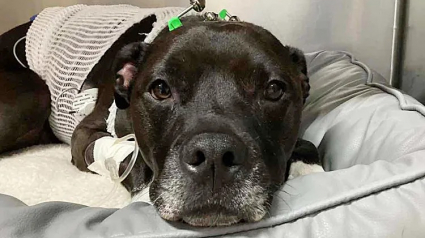 Illustration :  &laquo; Personne n'a jamais baiss&eacute; les bras &raquo;, une chienne survit contre toute attente apr&egrave;s 17 minutes d&rsquo;arr&ecirc;t cardiaque caus&eacute; par des m&eacute;dicaments humains (vid&eacute;o)