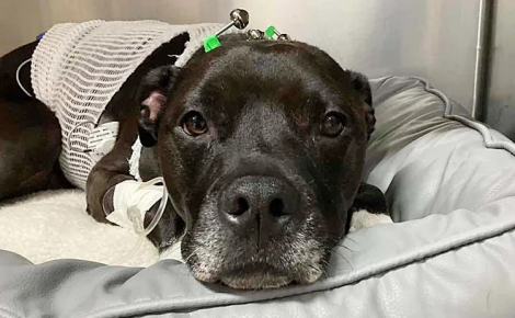  « Personne n'a jamais baissé les bras », une chienne survit contre toute attente après 17 minutes d’arrêt cardiaque causé par des médicaments humains (vidéo)