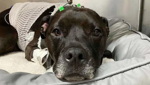 Illustration : " « Personne n'a jamais baissé les bras », une chienne survit contre toute attente après 17 minutes d’arrêt cardiaque causé par des médicaments humains (vidéo)"