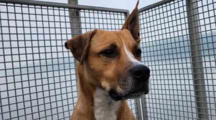 Illustration : &laquo; On ne peut pas imaginer une journ&eacute;e sans lui &raquo;, ce chien autrefois maltrait&eacute; est aujourd&rsquo;hui le pilier irrempla&ccedil;able de sa nouvelle famille