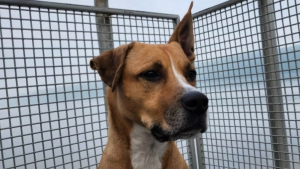 Illustration : « On ne peut pas imaginer une journée sans lui », ce chien autrefois maltraité est aujourd’hui le pilier irremplaçable de sa nouvelle famille