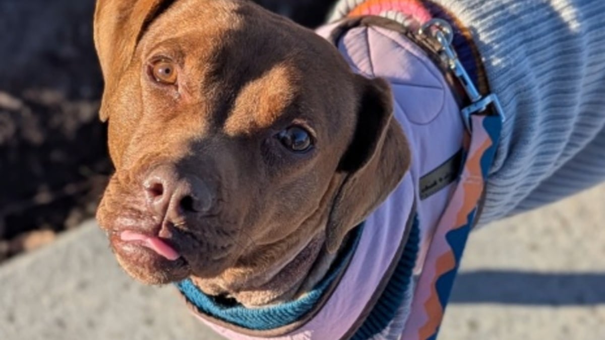 Illustration : "Sous le froid glacial, une chienne au collier profondément incrusté dans le cou connaît enfin l’espoir grâce aux secours"