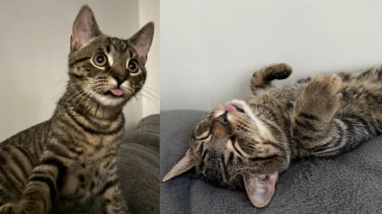 Illustration : &laquo; Je ne le changerais pour rien au monde &raquo;, ce chat &agrave; la langue qui d&eacute;passe constamment s&eacute;duit sans m&ecirc;me s'en rendre compte