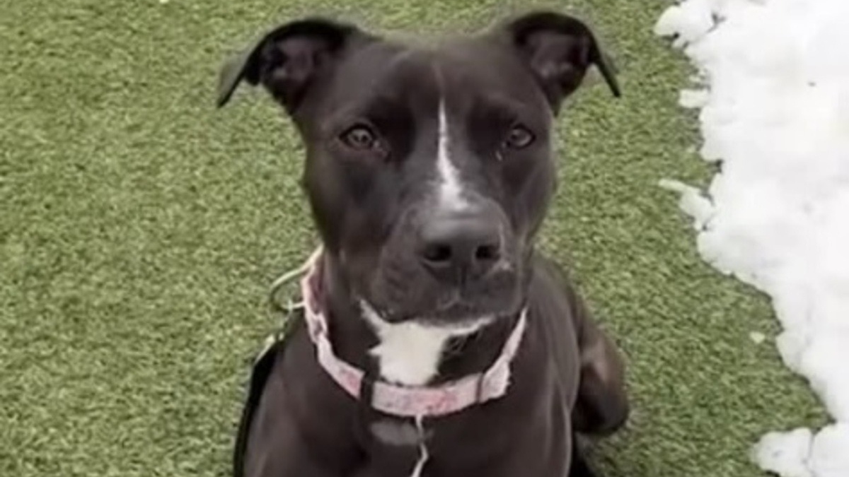 Illustration : "Tournant en rond dans sa cage depuis près de 3 ans, cette chienne brisée a enfin vu la porte s'ouvrir vers une nouvelle vie (vidéo)"