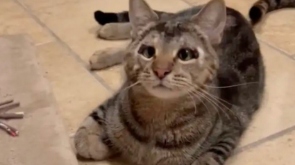 Illustration : Ignor&eacute; pendant 500 jours &agrave; cause de sa diff&eacute;rence, ce chat rencontre une femme qui regarde au-del&agrave; des apparences et change sa vie