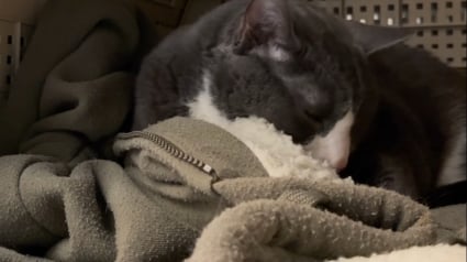 Illustration : S&eacute;par&eacute; de son humain pr&eacute;f&eacute;r&eacute; pendant quelques mois, ce vieux chat refuse de quitter le sweatshirt qui porte son odeur