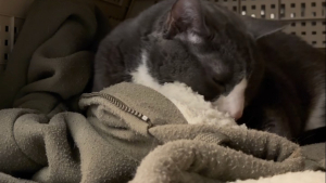 Illustration : Séparé de son humain préféré pendant quelques mois, ce vieux chat refuse de quitter le sweatshirt qui porte son odeur