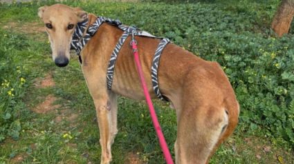 Illustration : 8 Galgos &agrave; l'adoption qui n'attendent qu'un geste de votre part pour &ecirc;tre enfin heureux