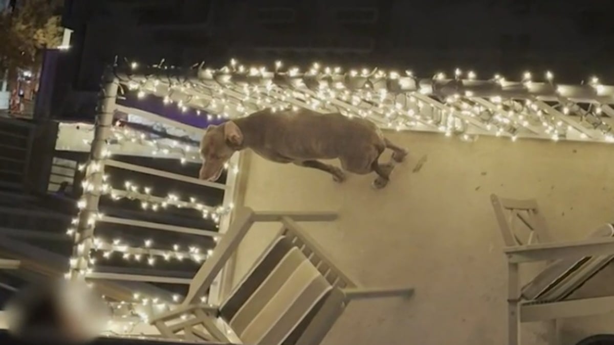 Illustration : "Un voisin filme en silence un chien maltraité sur un balcon en espérant que sa vidéo le sauve"