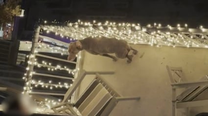 Illustration : Un voisin filme en silence un chien maltrait&eacute; sur un balcon en esp&eacute;rant que sa vid&eacute;o le sauve