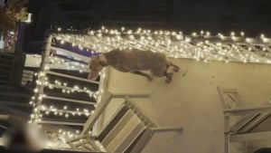 Illustration : Un voisin filme en silence un chien maltrait&eacute; sur un balcon en esp&eacute;rant que sa vid&eacute;o le sauve
