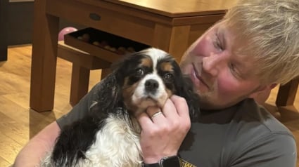 Illustration : Retrouv&eacute;e vivante mais pi&eacute;g&eacute;e dans des barbel&eacute;s par des chasseurs, cette Cavalier King Charles a surv&eacute;cu seule &agrave; l'hiver malgr&eacute; son &acirc;ge avanc&eacute; (vid&eacute;o)