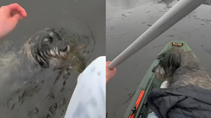 Illustration : Un chien tomb&eacute; dans un &eacute;tang gel&eacute; voit un adolescent s'approcher en kayak, ses lunettes connect&eacute;es filment le sauvetage (vid&eacute;o)