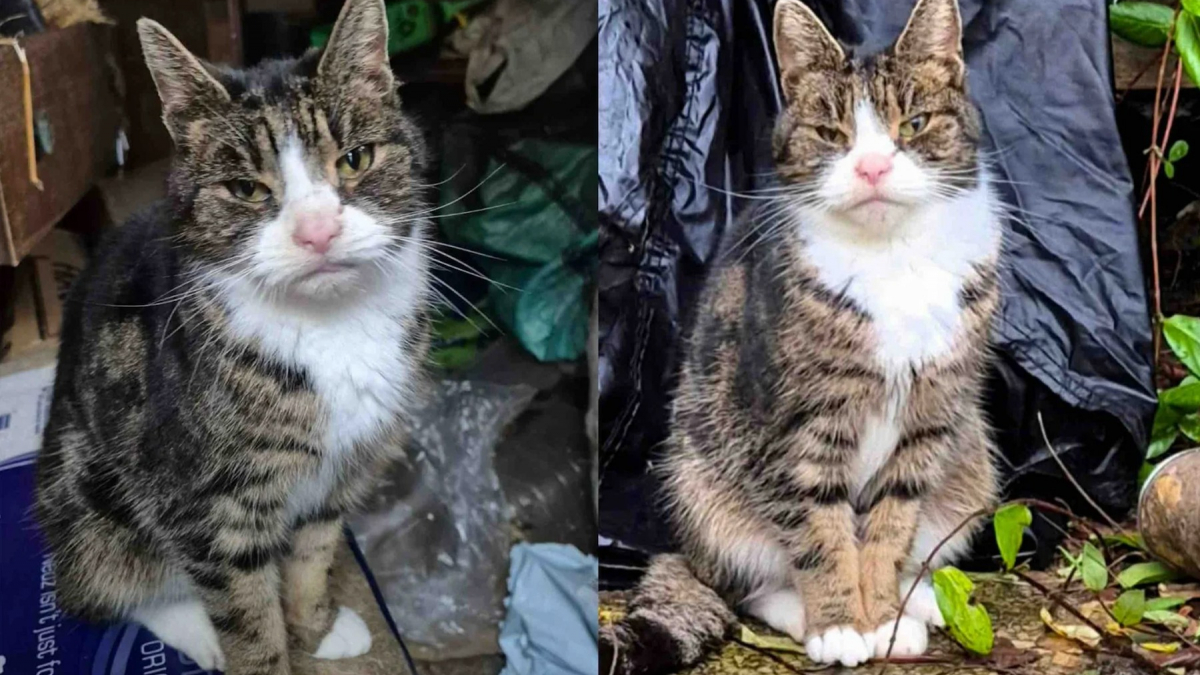 Illustration : "Une chatte âgée vivait dans un abri de jardin depuis des mois, sa puce électronique révèle un secret vieux de 10 ans"