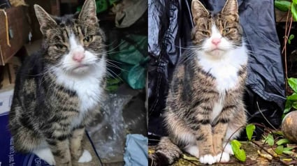Illustration : Une chatte &acirc;g&eacute;e vivait dans un abri de jardin depuis des mois, sa puce &eacute;lectronique r&eacute;v&egrave;le un secret vieux de 10 ans