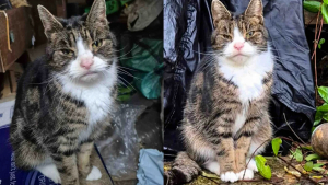 Illustration : Une chatte âgée vivait dans un abri de jardin depuis des mois, sa puce électronique révèle un secret vieux de 10 ans