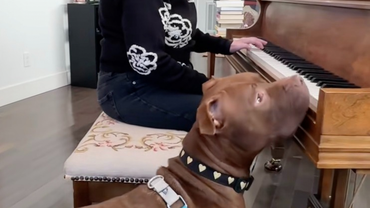 Illustration : "« Elle a tellement peur du moindre bruit », une chienne anxieuse parvient à surmonter ses peurs en découvrant le piano pour la première fois (vidéo)"