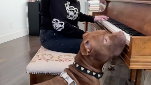 Illustration : « Elle a tellement peur du moindre bruit », une chienne anxieuse parvient à surmonter ses peurs en découvrant le piano pour la première fois (vidéo)