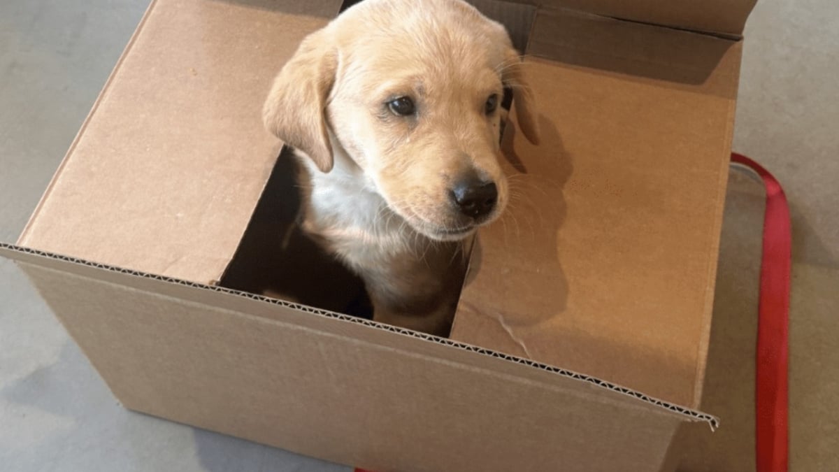 Illustration : "Abandonné dans une boîte en carton scellée avec une tranche de pain comme seul repas, ce chiot peut désormais découvrir la liberté"