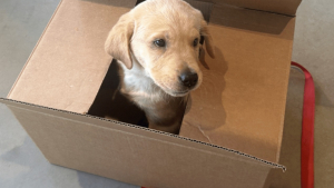 Illustration : Abandonné dans une boîte en carton scellée avec une tranche de pain comme seul repas, ce chiot peut désormais découvrir la liberté