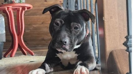 Illustration : &laquo; Totalement asocial et sauvage &raquo;, un chiot sauv&eacute; d&rsquo;une maison insalubre apprend &agrave; se comporter comme un chien pour conna&icirc;tre enfin le bonheur