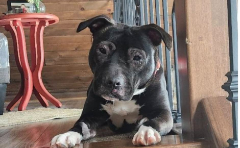 « Totalement asocial et sauvage », un chiot sauvé d’une maison insalubre apprend à se comporter comme un chien pour connaître enfin le bonheur