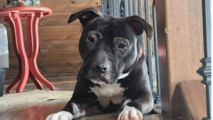 Illustration : « Totalement asocial et sauvage », un chiot sauvé d’une maison insalubre apprend à se comporter comme un chien pour connaître enfin le bonheur