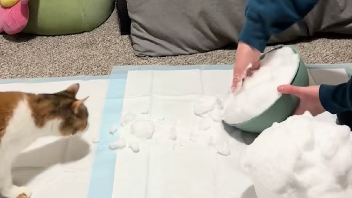 Illustration : "« Tu es une si bonne maman chat », une chatte handicapée découvre la neige dans son salon grâce à l'idée ingénieuse de son adoptante (vidéo)"