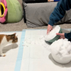 Illustration : &laquo; Tu es une si bonne maman chat &raquo;, une chatte handicap&eacute;e d&eacute;couvre la neige dans son salon gr&acirc;ce &agrave; l'id&eacute;e ing&eacute;nieuse de son adoptante (vid&eacute;o)