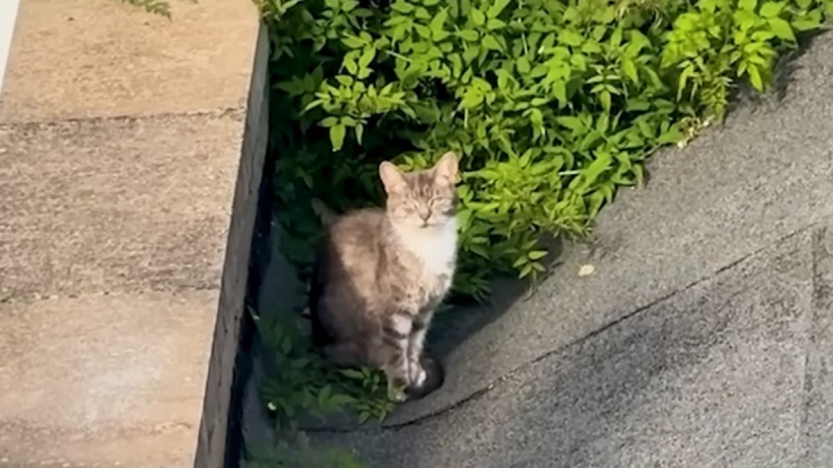 Illustration : "« J’ai décidé de monter sur le toit », une femme brave le vide pour gagner la confiance d’une chatte errante terrifiée (vidéo)"