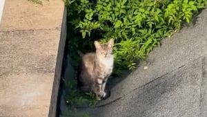 Illustration : "« J’ai décidé de monter sur le toit », une femme brave le vide pour gagner la confiance d’une chatte errante terrifiée (vidéo)"