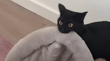 Illustration : &Agrave; cause de ses allergies, elle pensait avoir trouv&eacute; la solution miracle pour ne plus dormir avec son chat mais il a trouv&eacute; une technique implacable pour contrer ses plans (vid&eacute;o)