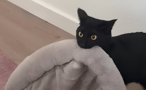 À cause de ses allergies, elle pensait avoir trouvé la solution miracle pour ne plus dormir avec son chat mais il a trouvé une technique implacable pour contrer ses plans (vidéo)