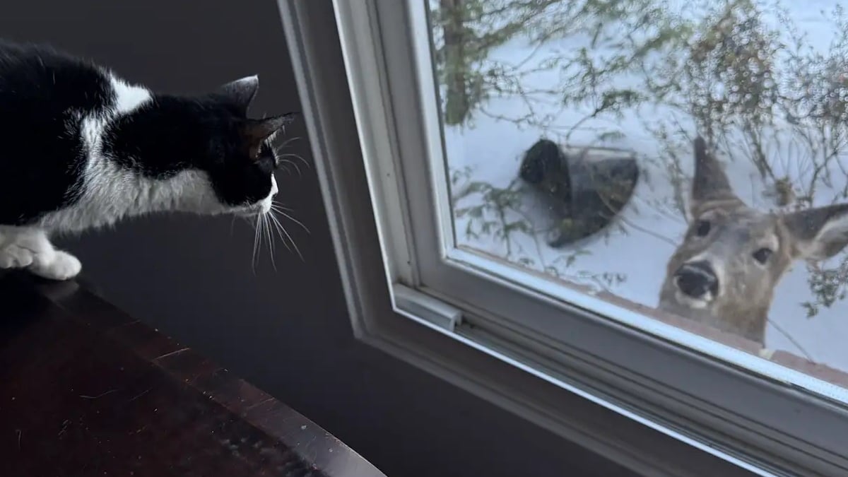 Illustration : "En découvrant un visiteur inattendu et silencieux juste devant la fenêtre, cette chatte ne veut plus s'éloigner de la vitre"