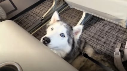 Illustration : Abandonn&eacute;e sur la route et amput&eacute;e d'une patte, cette chienne croque d&eacute;sormais la vie &agrave; pleines dents et encha&icirc;ne les voyages (vid&eacute;o)